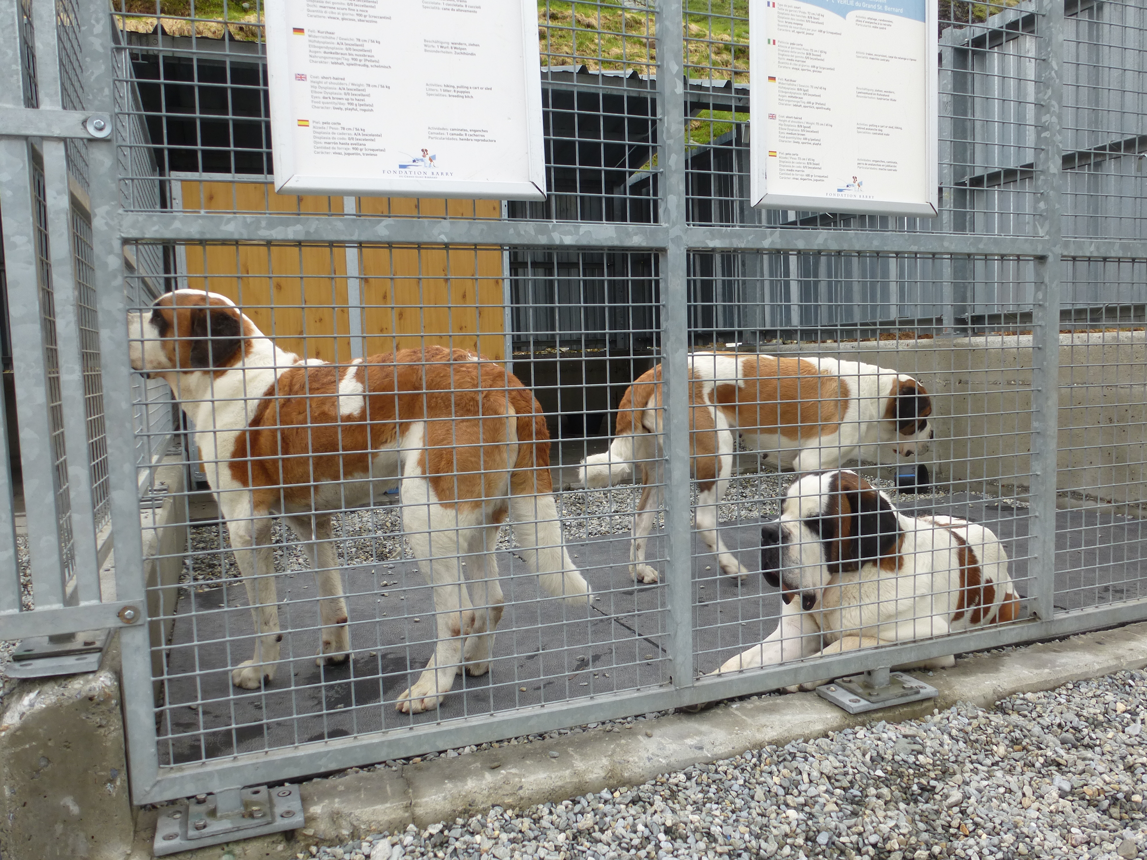 Грейт Сант Бернард Пас Пейзаж (21)