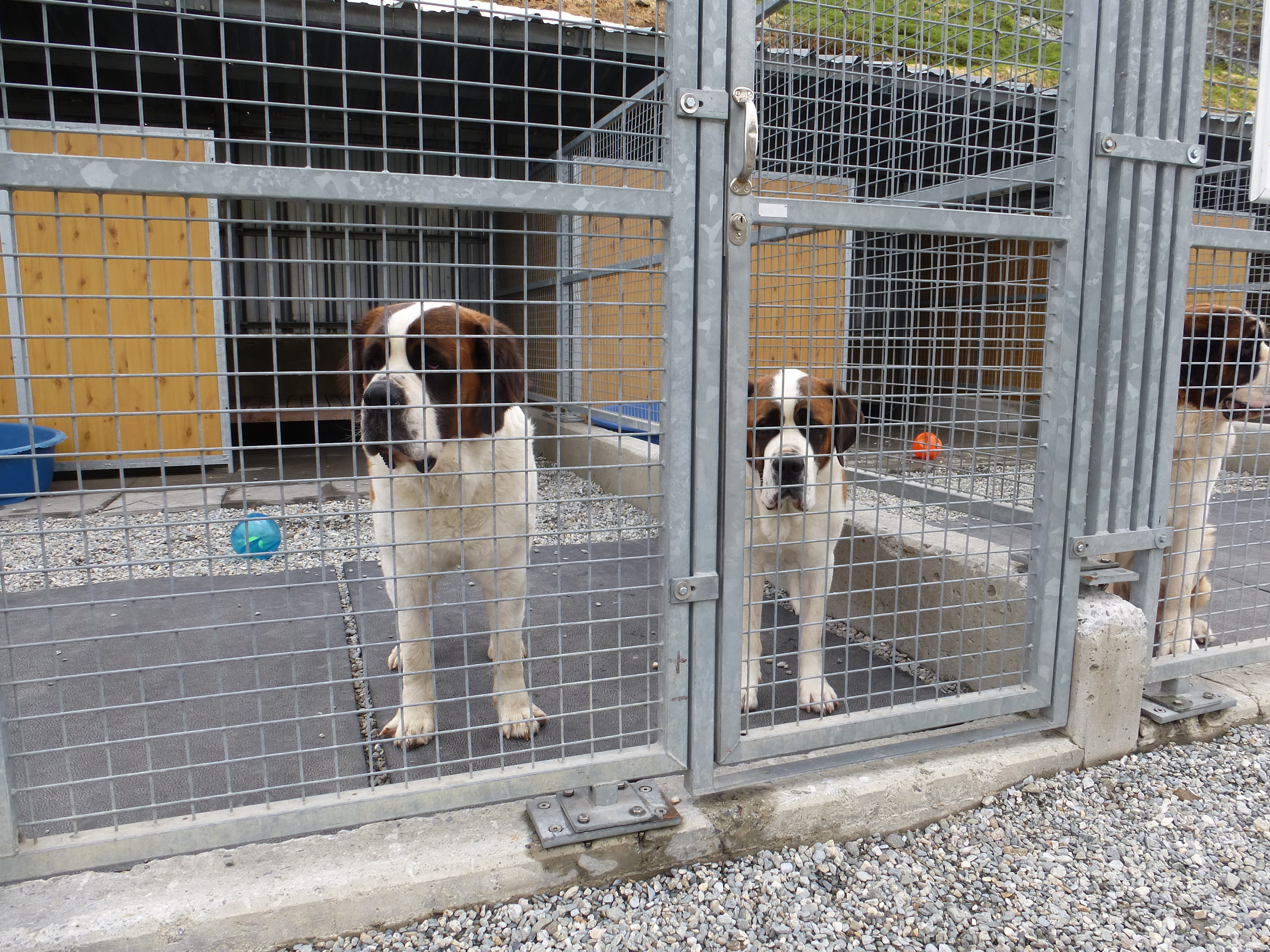 Грейт Сант Бернард Пас Пейзаж (31)