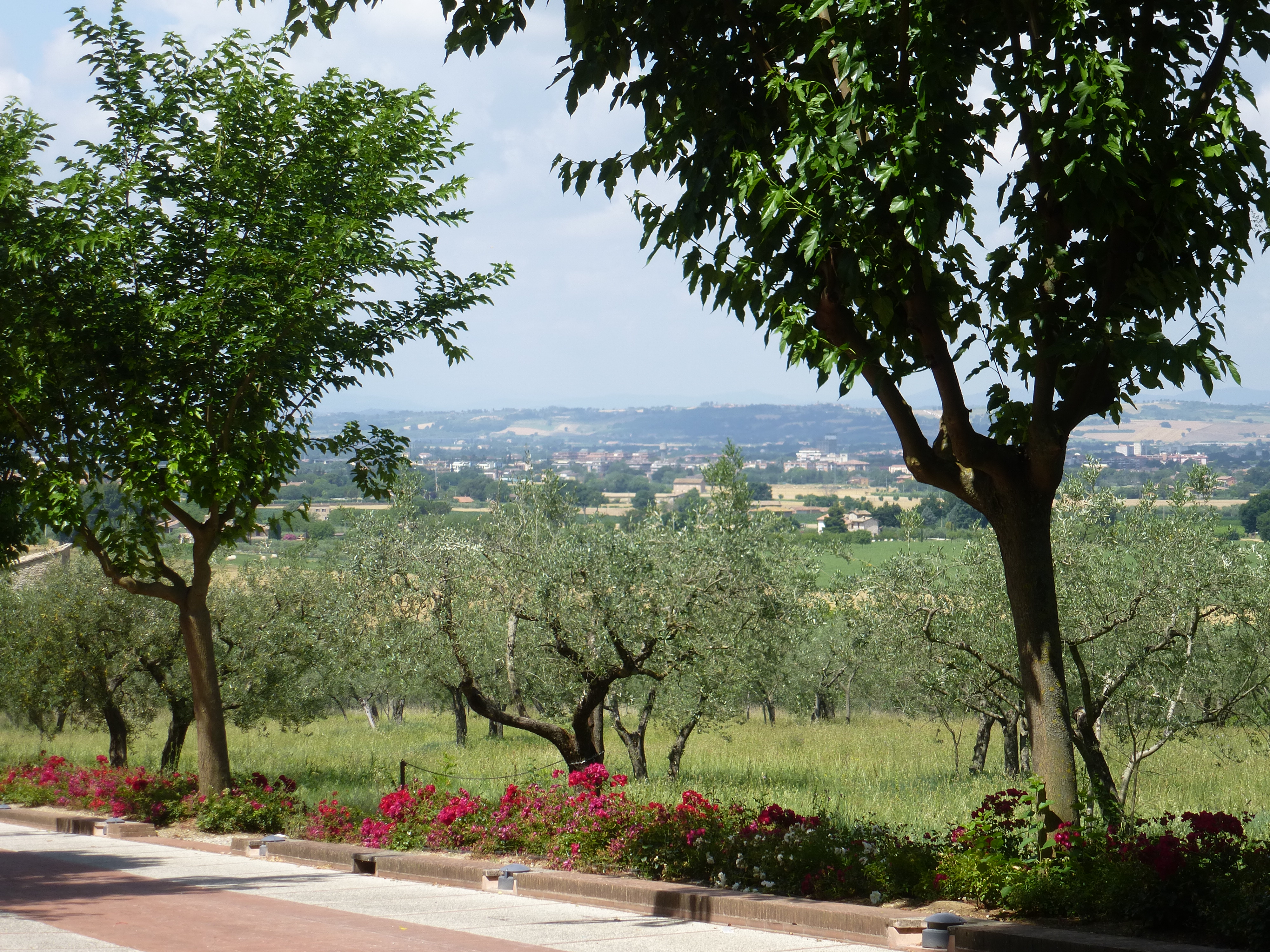 Из Асизи (19)