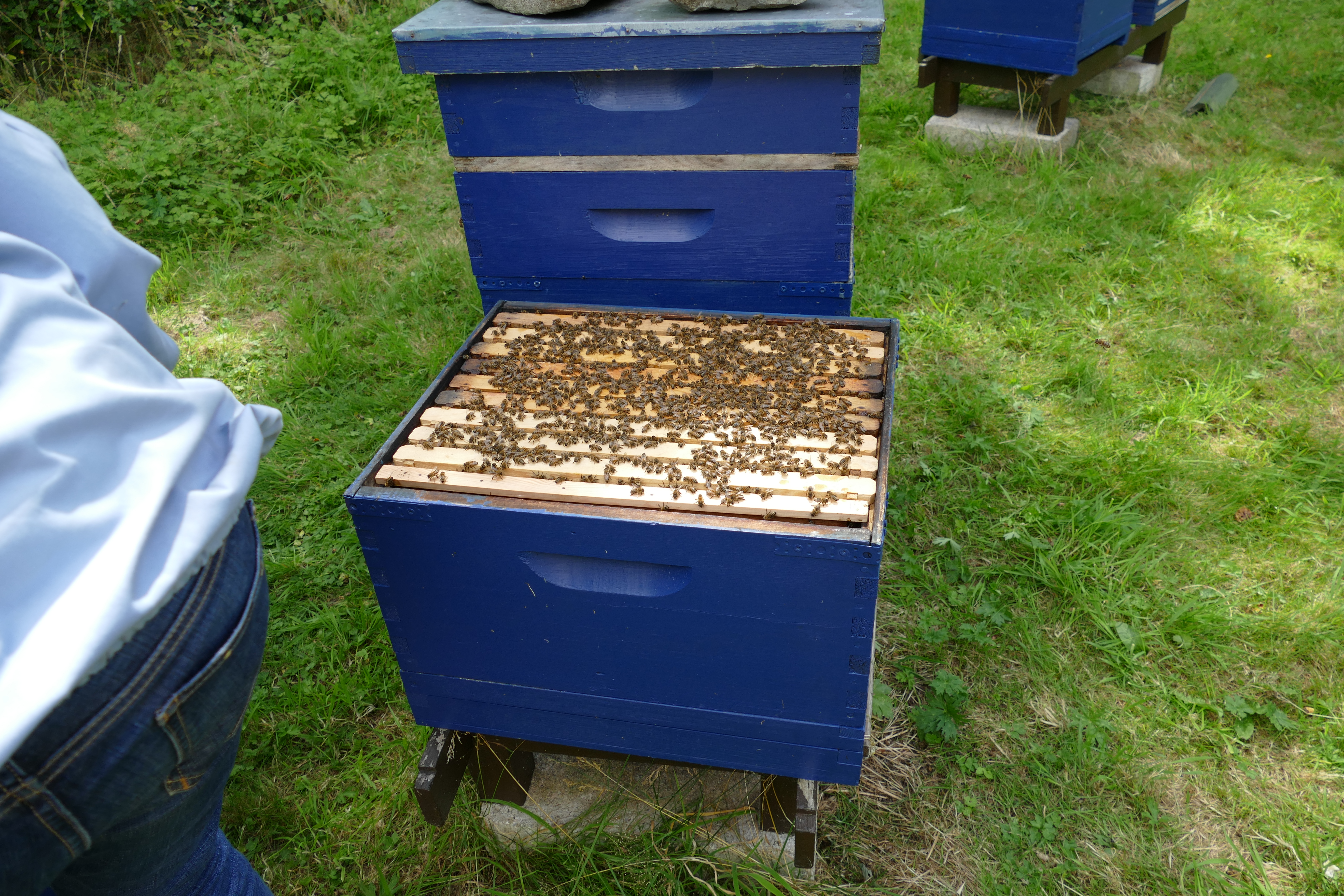 Buckfast Abbey Scenery (119)