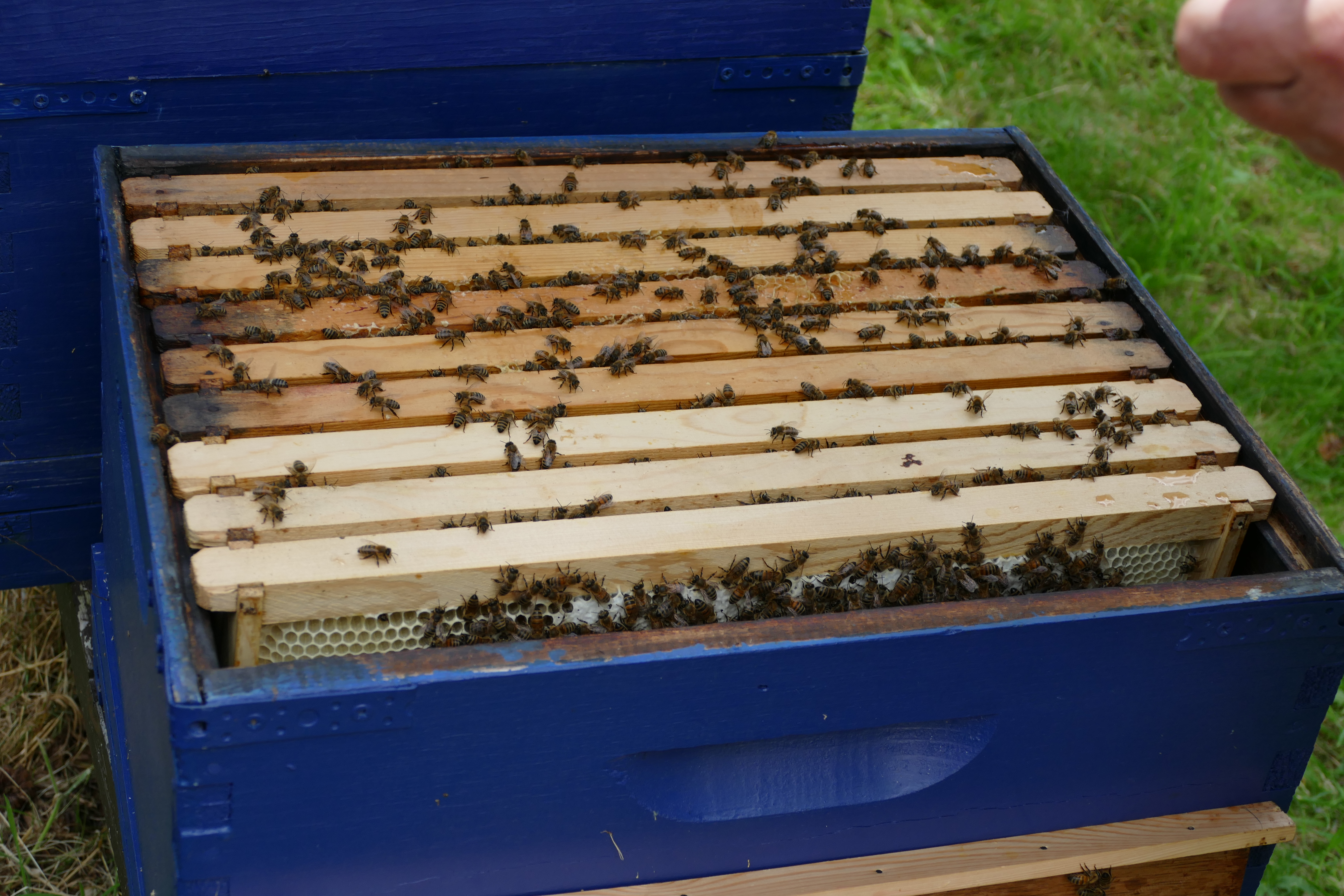 Buckfast Abbey Scenery (128)