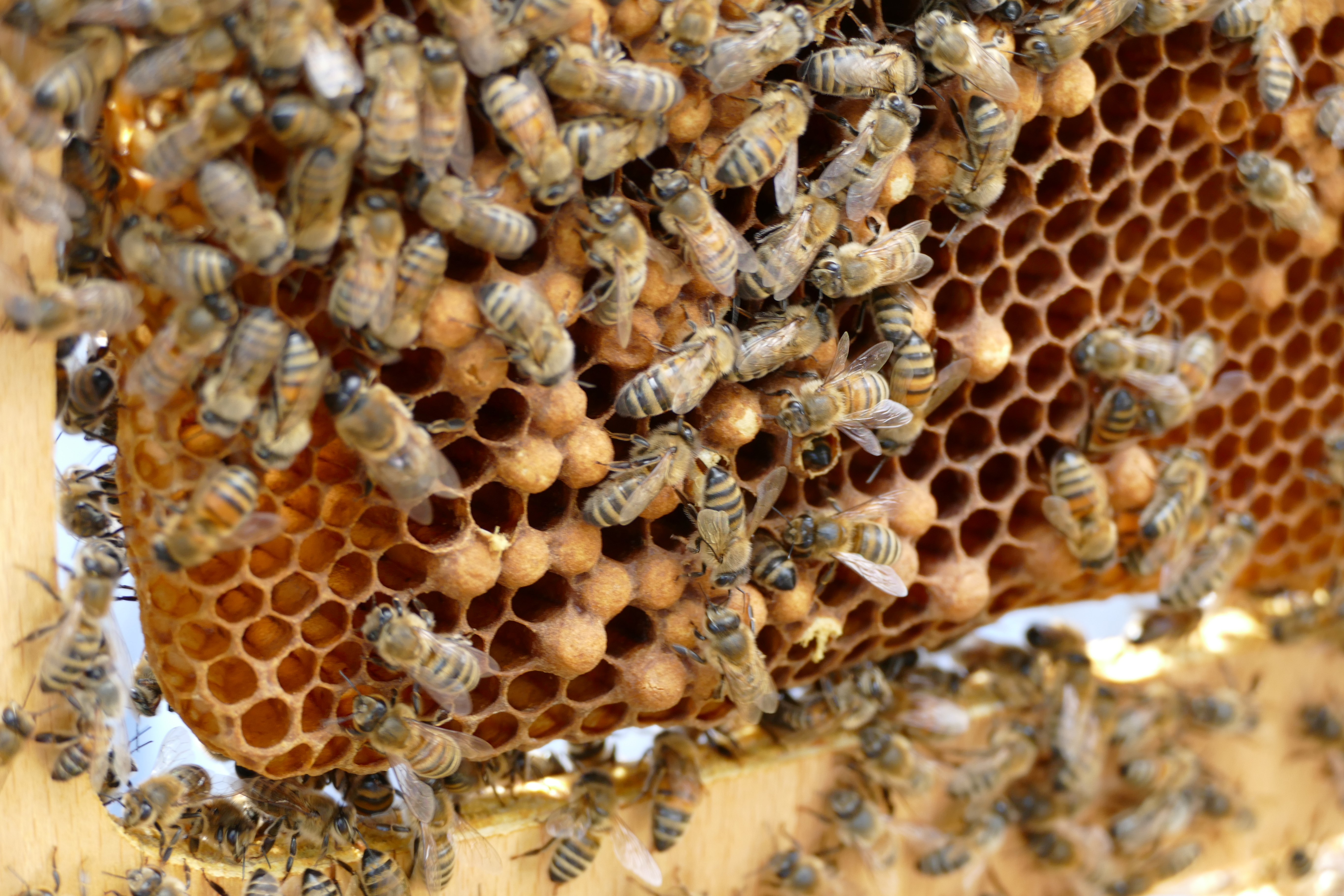 Buckfast Abbey Scenery (157)