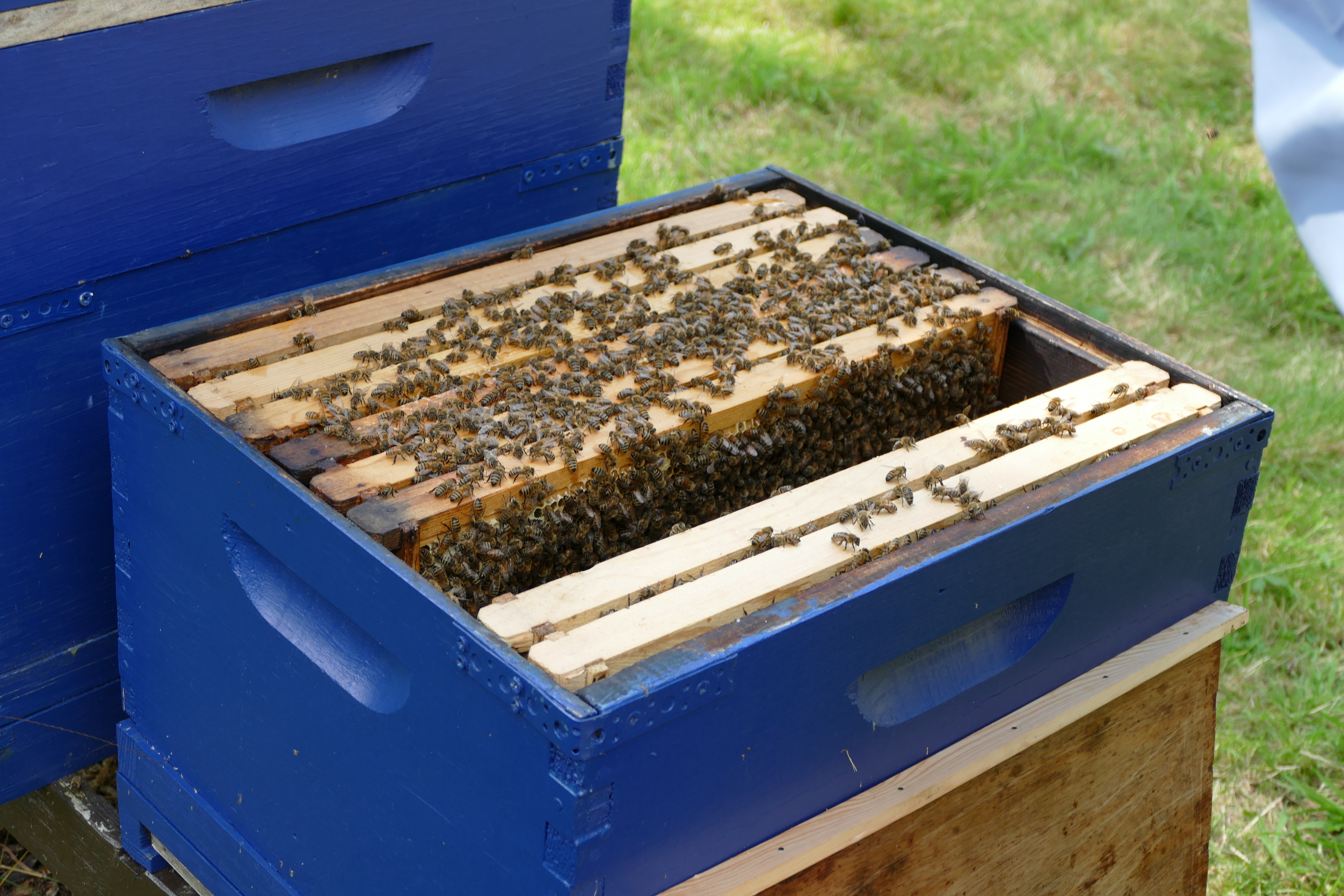 Buckfast Abbey Scenery (163)