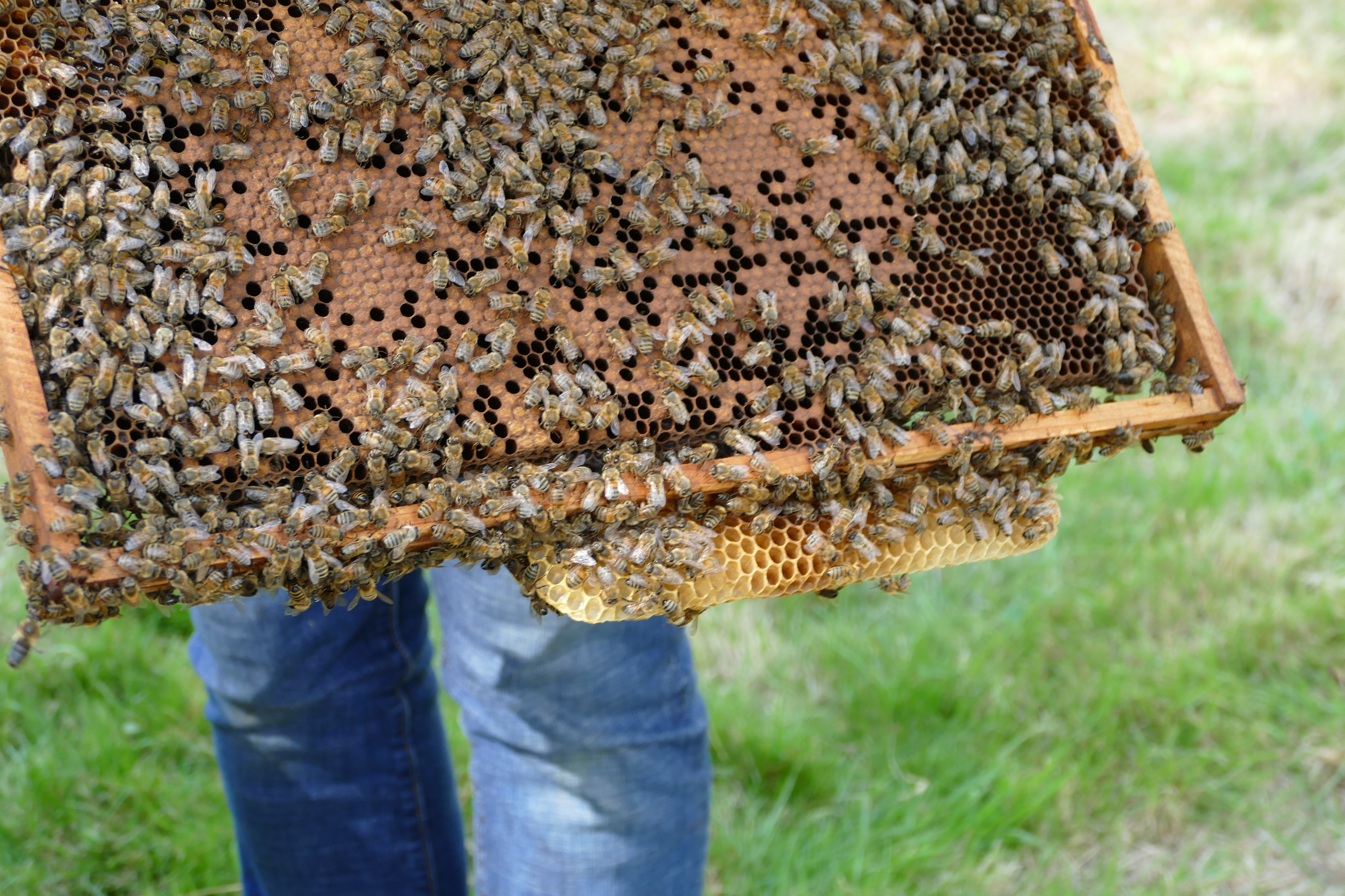 Buckfast Abbey Scenery (184)