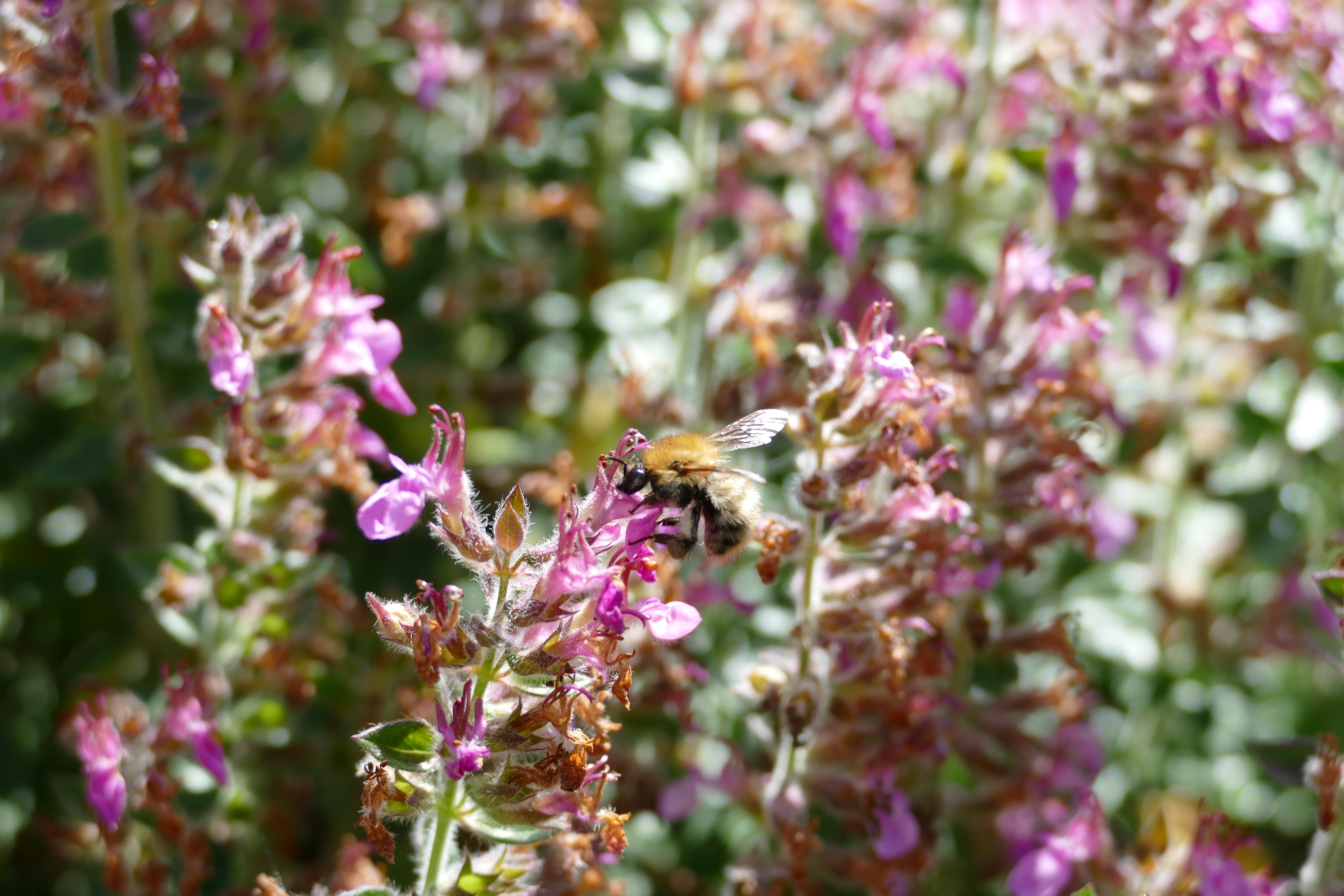 Buckfast Abbey Scenery (19)