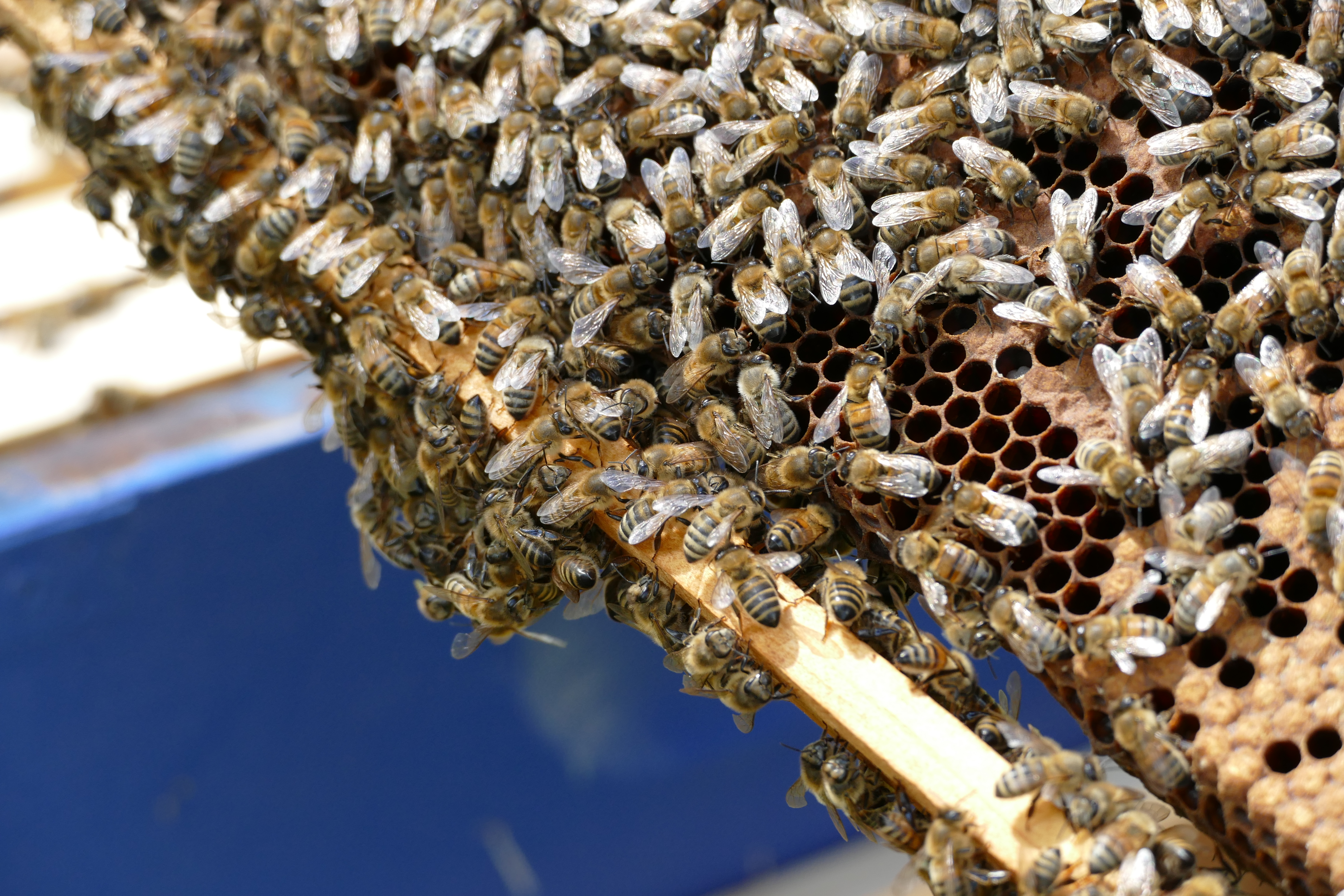 Buckfast Abbey Scenery (191)