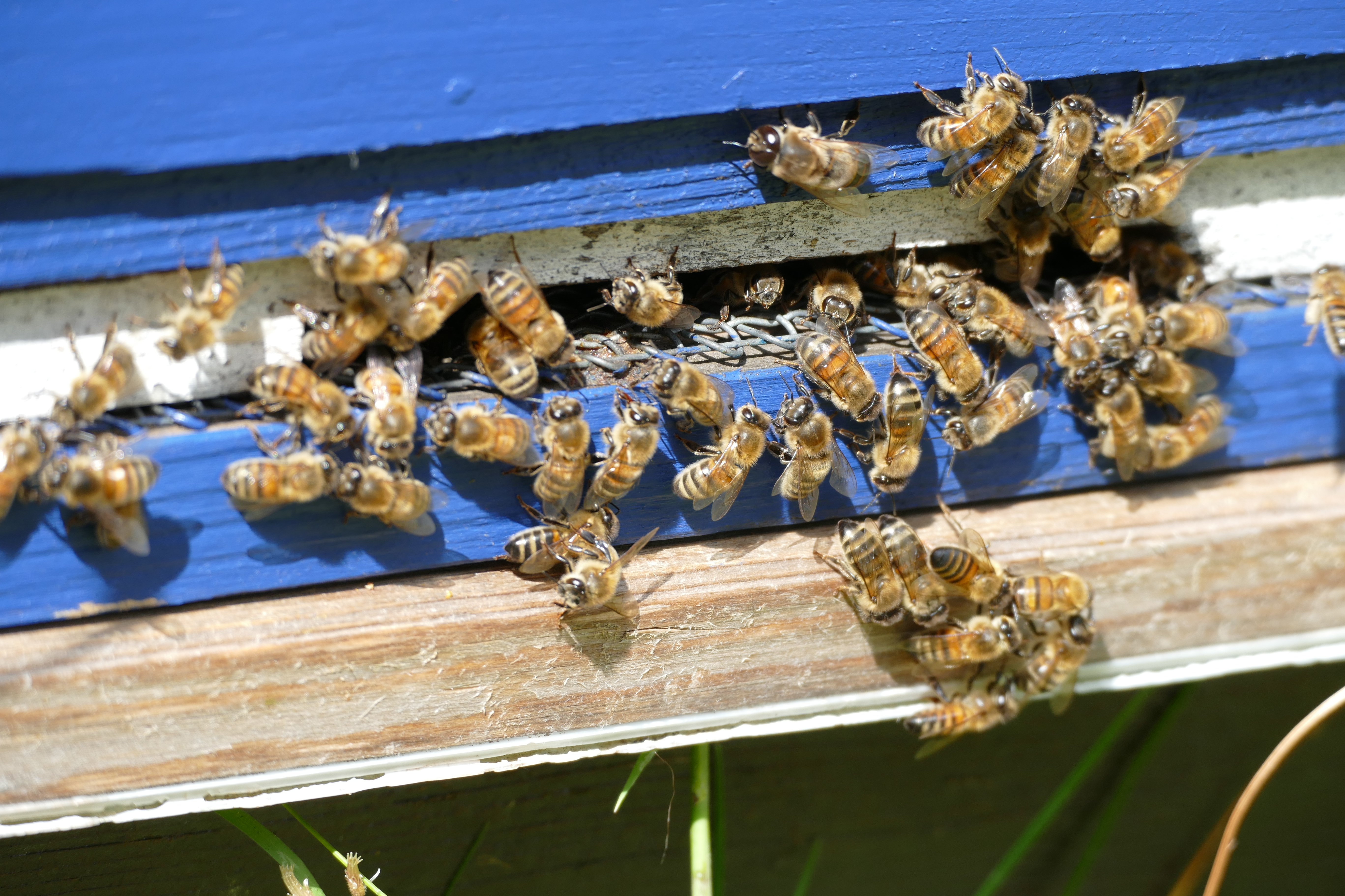 Buckfast Abbey Scenery (243)