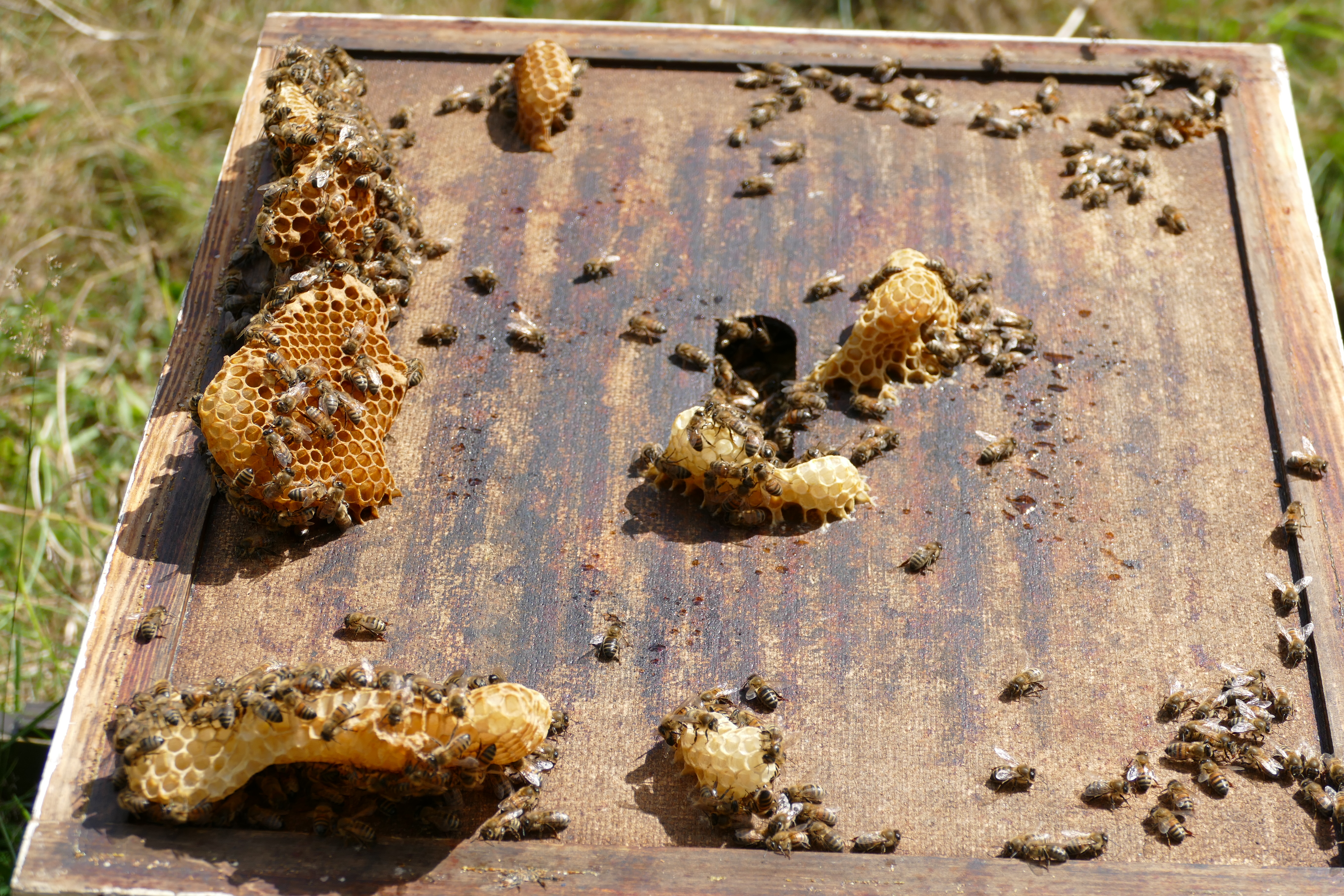 Buckfast Abbey Scenery (247)