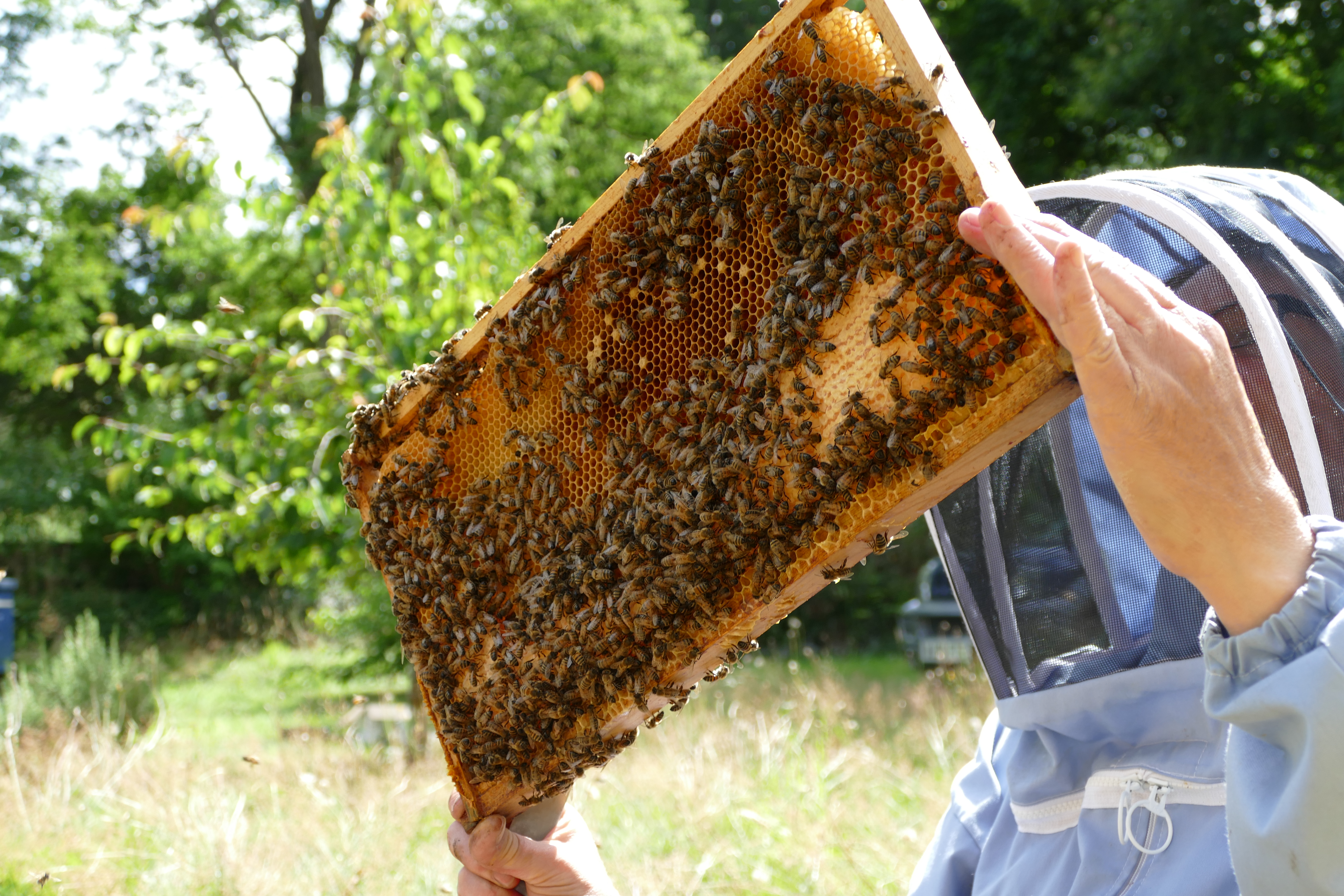 Buckfast Abbey Scenery (265)