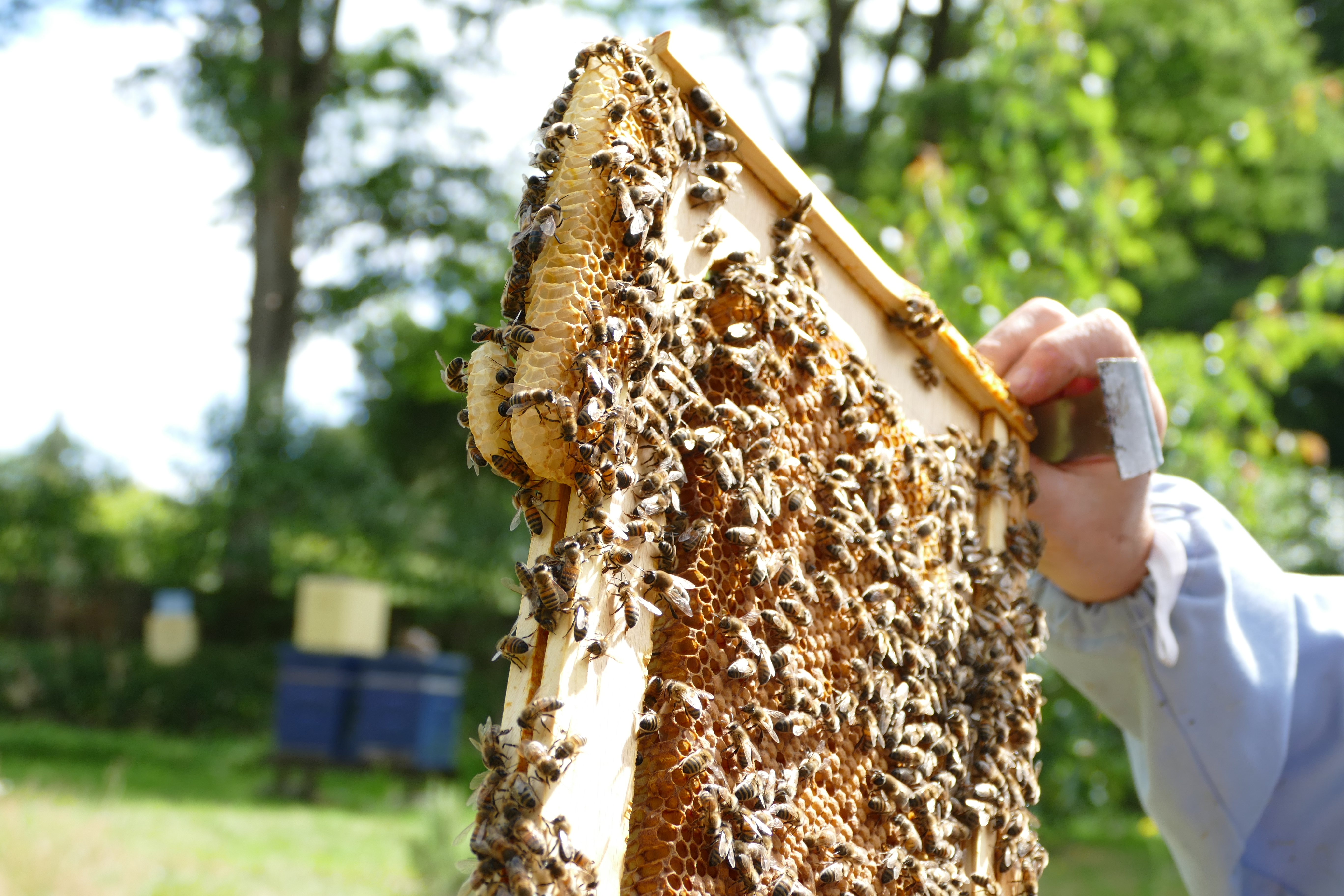 Buckfast Abbey Scenery (269)
