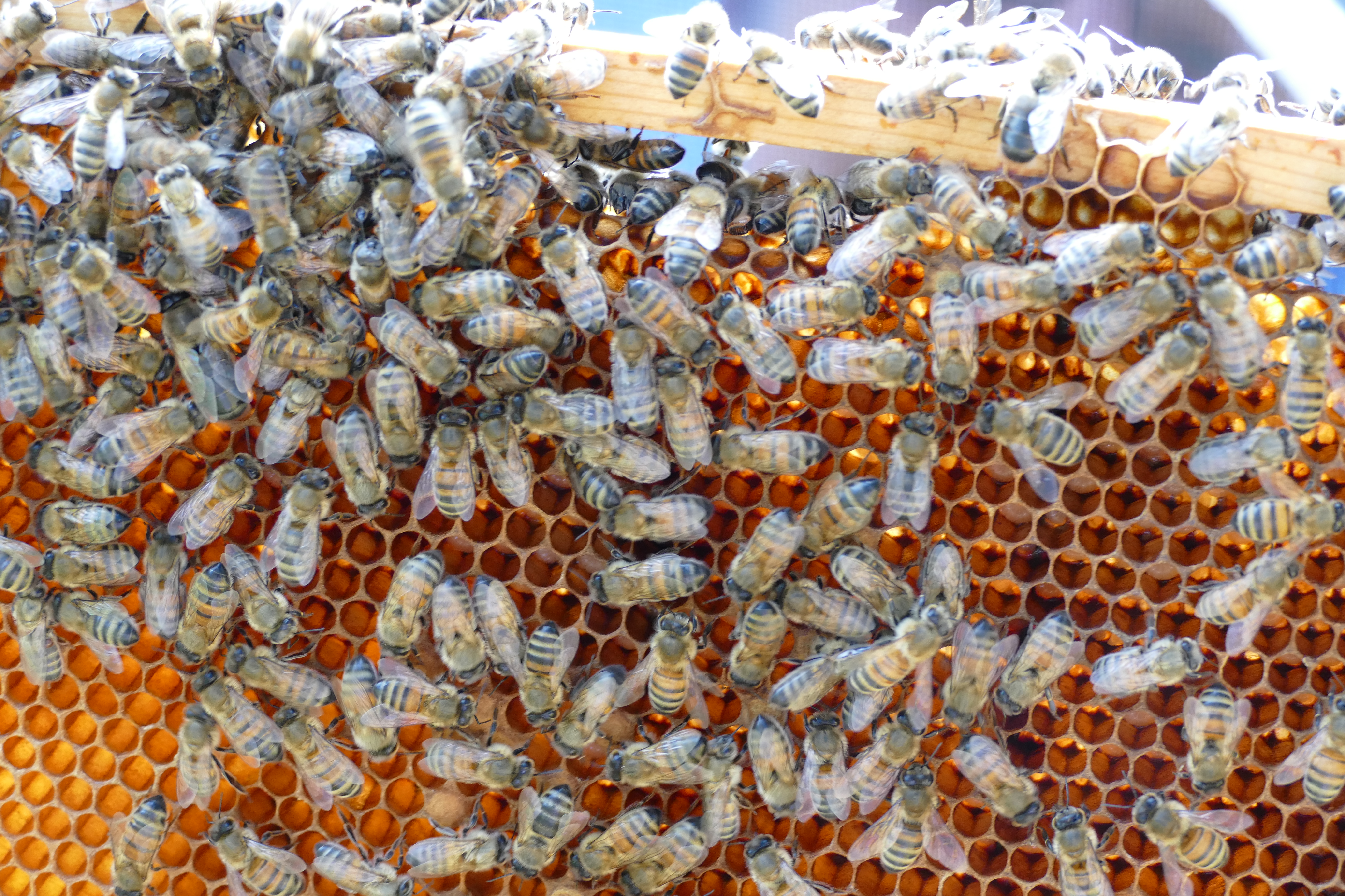 Buckfast Abbey Scenery (297)