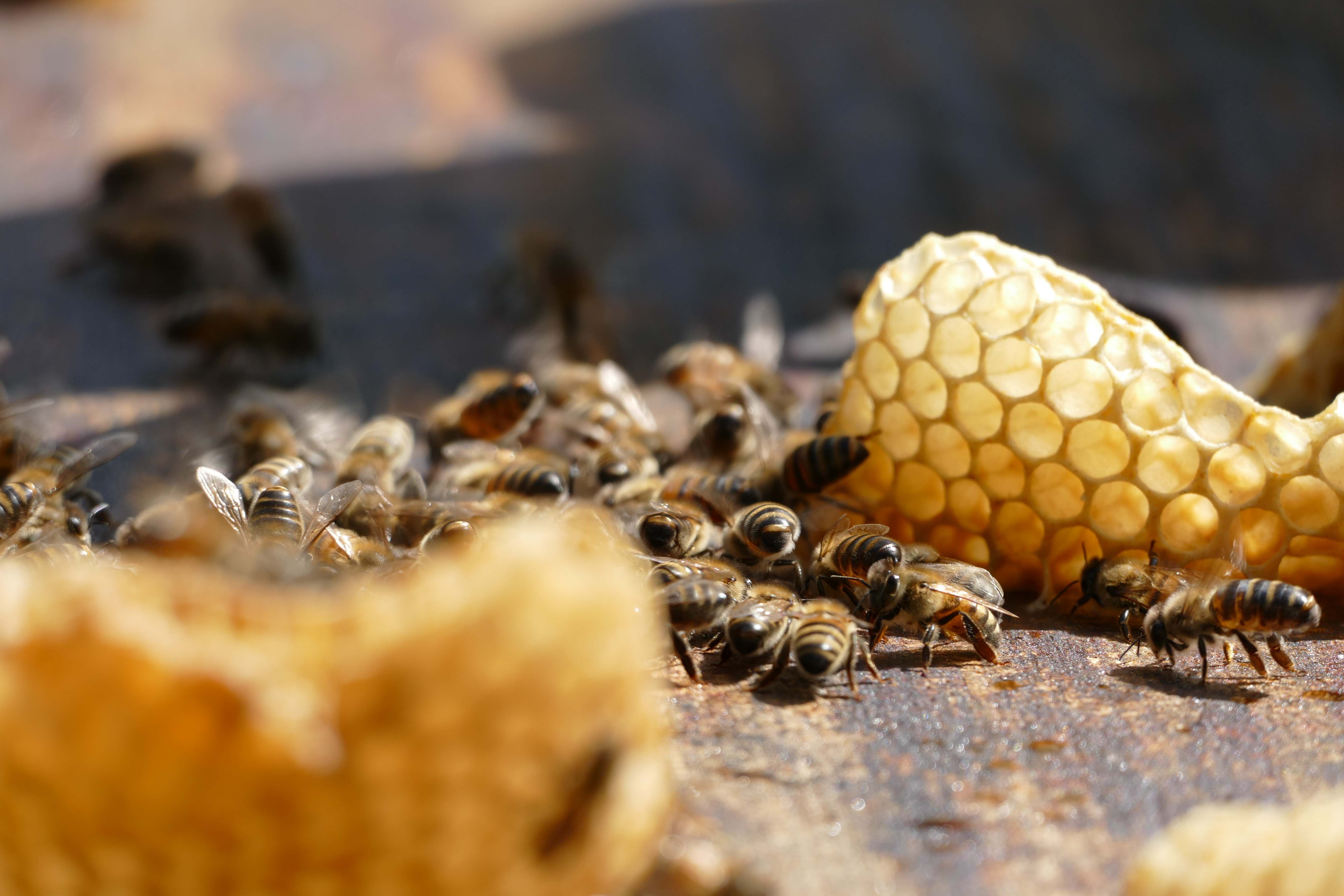 Buckfast Abbey Scenery (328)