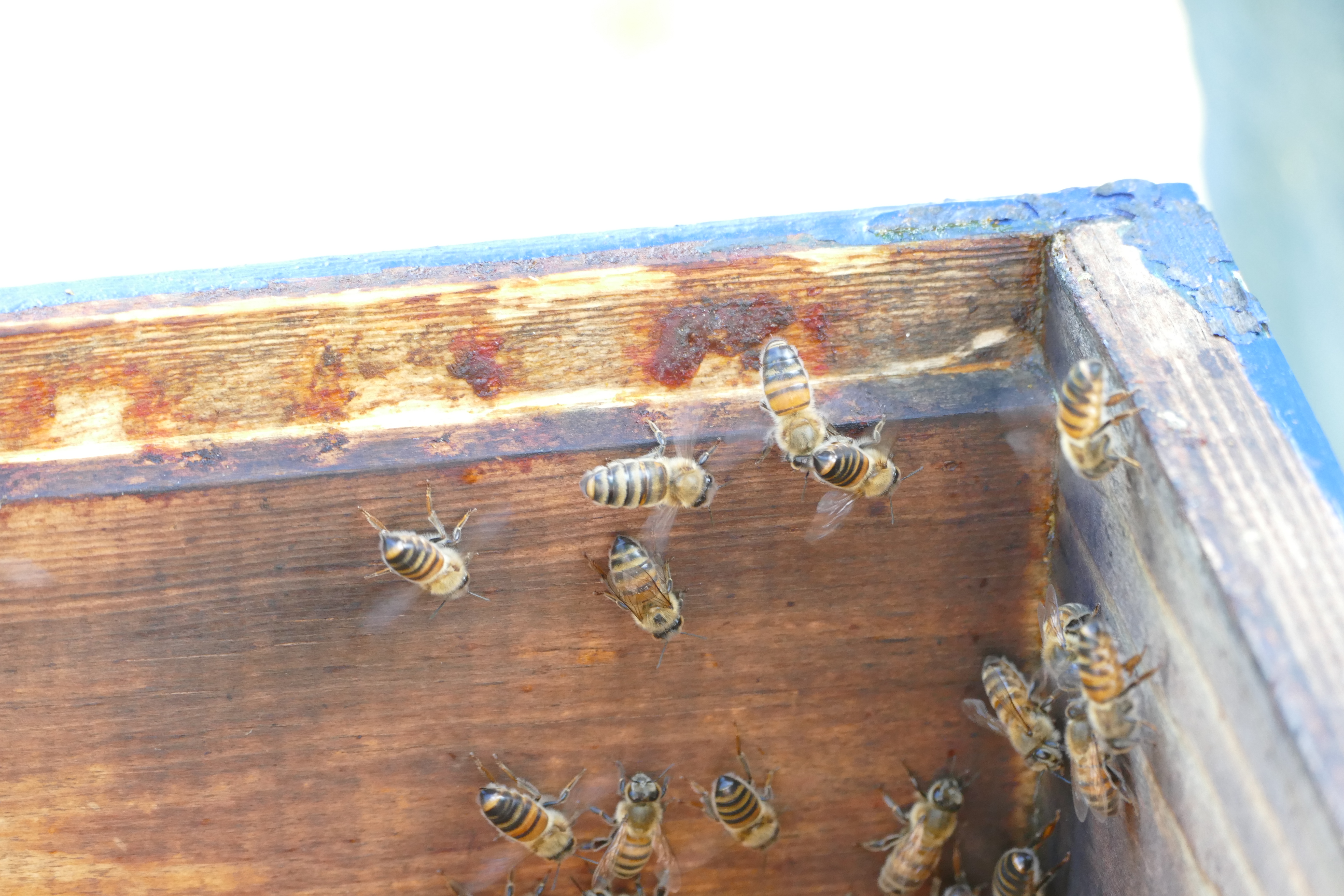 Buckfast Abbey Scenery (348)