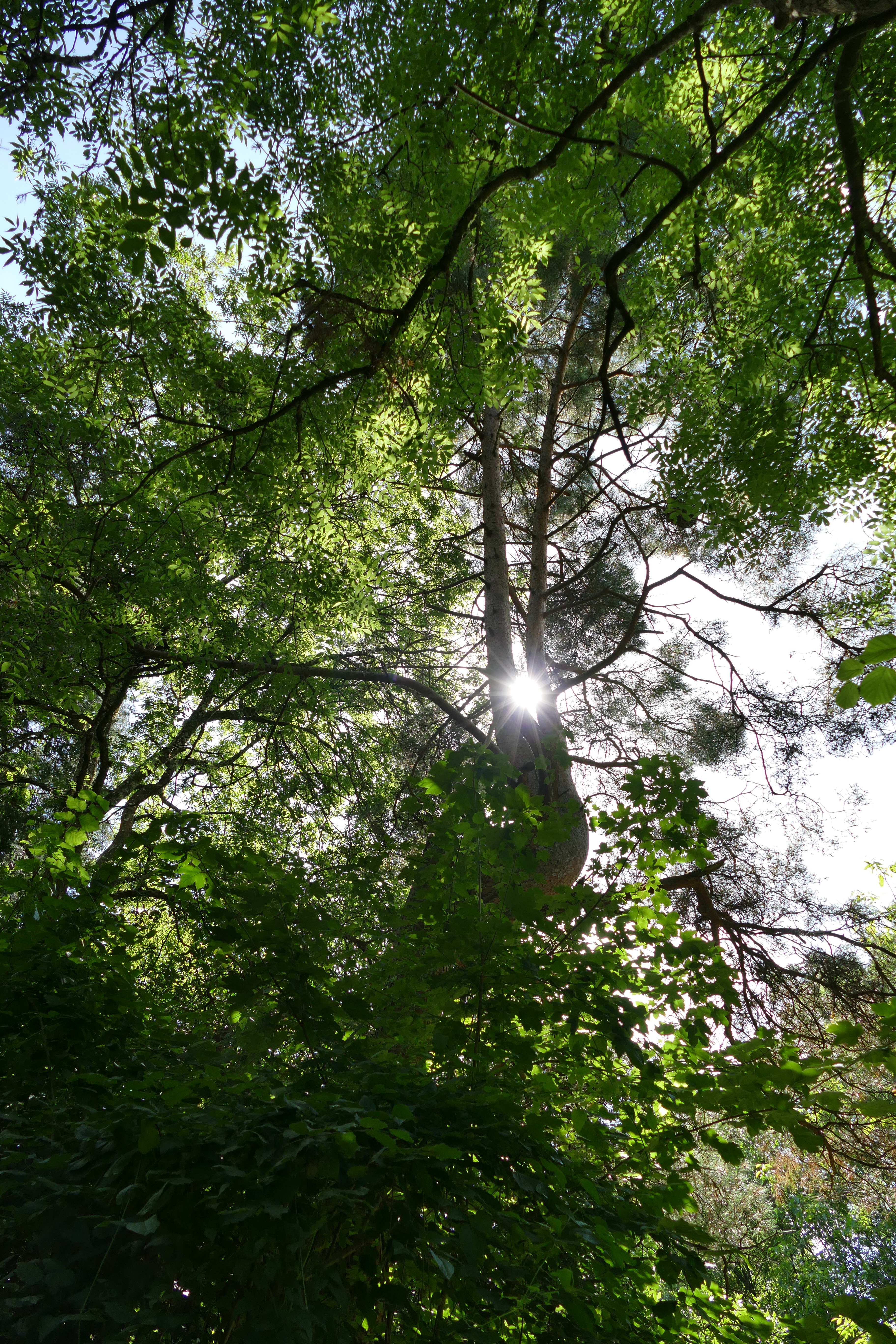 Buckfast Abbey Scenery (405)