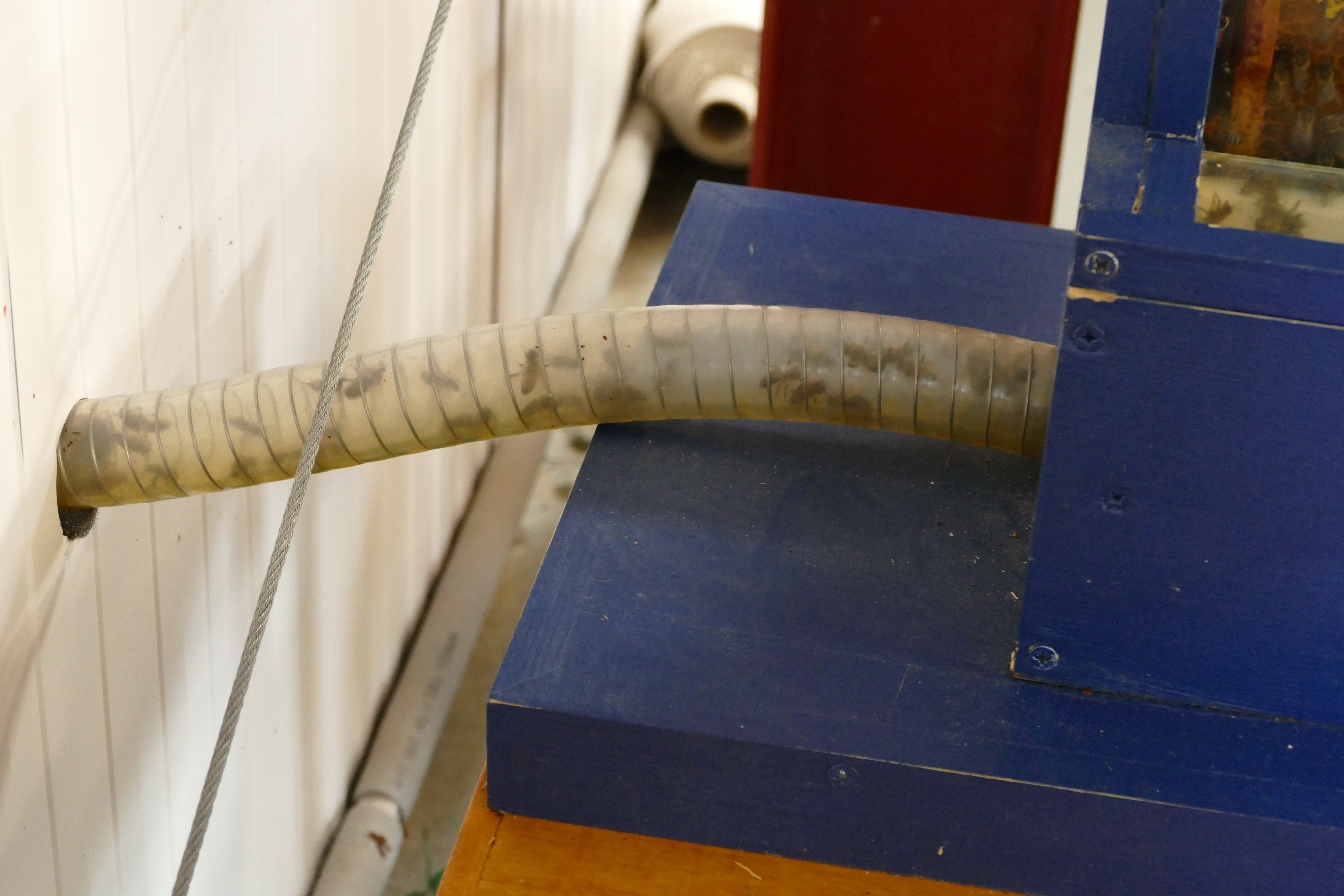 Buckfast Abbey Scenery (83)