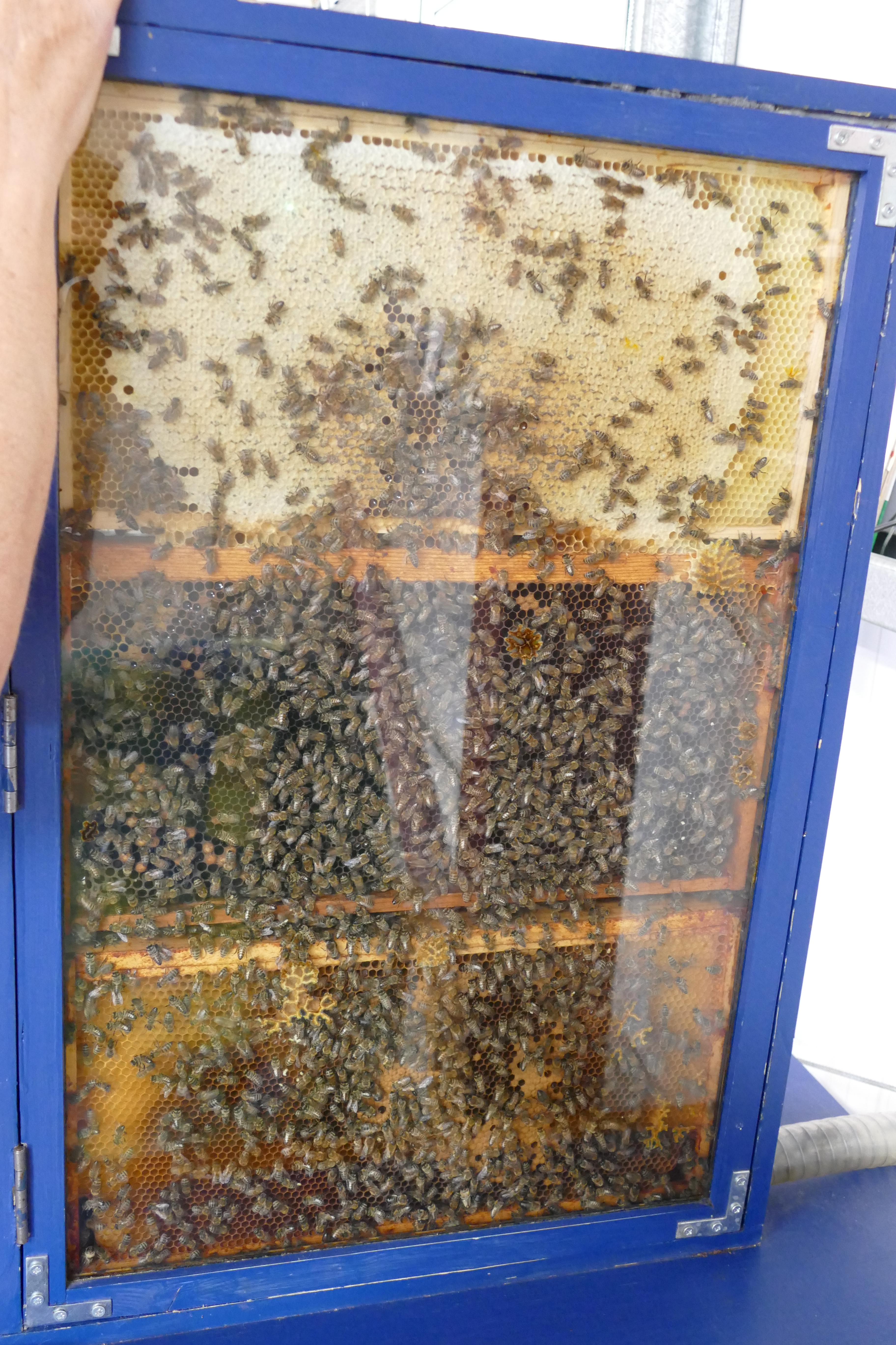 Buckfast Abbey Scenery (84)