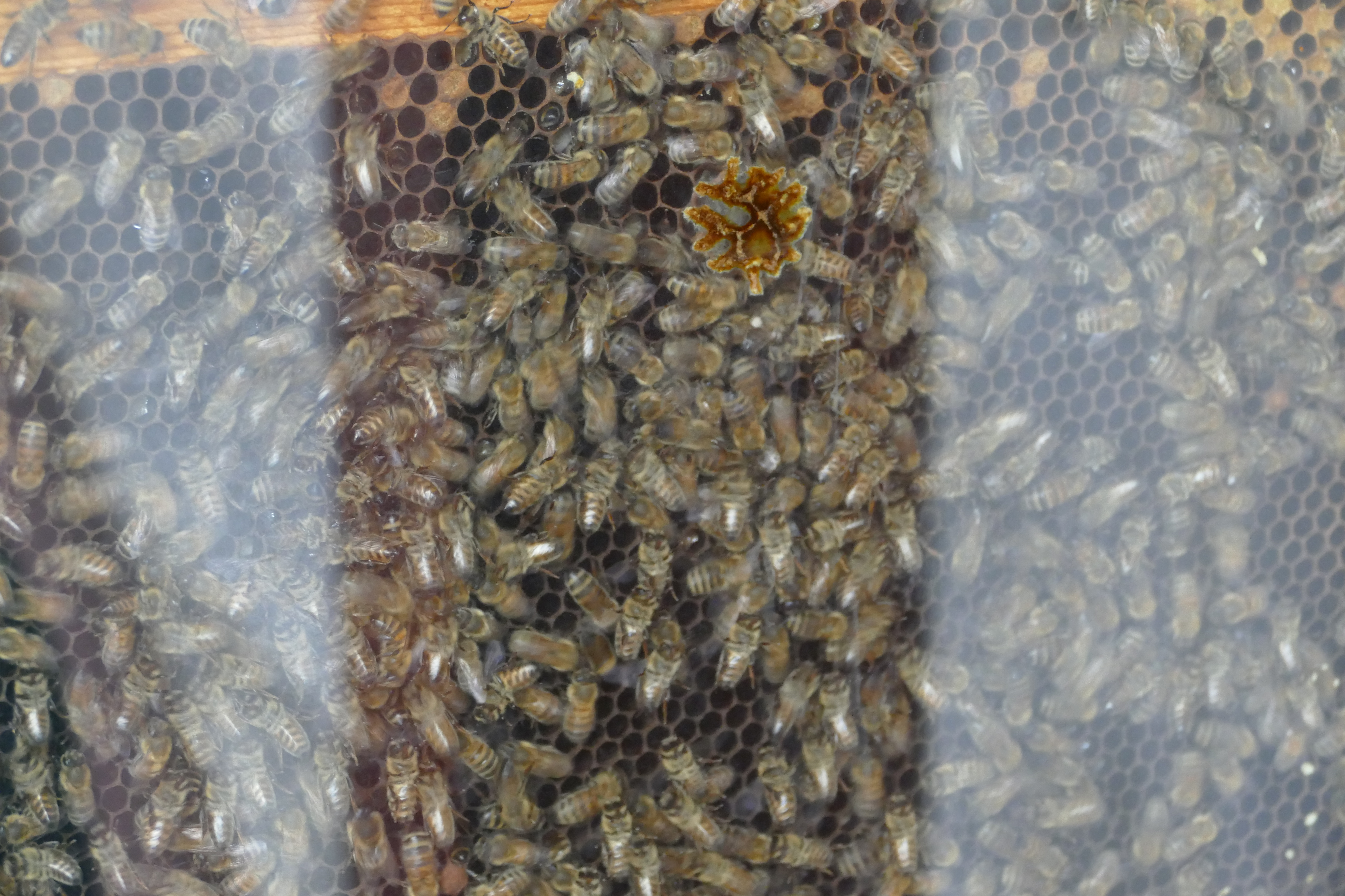 Buckfast Abbey Scenery (85)